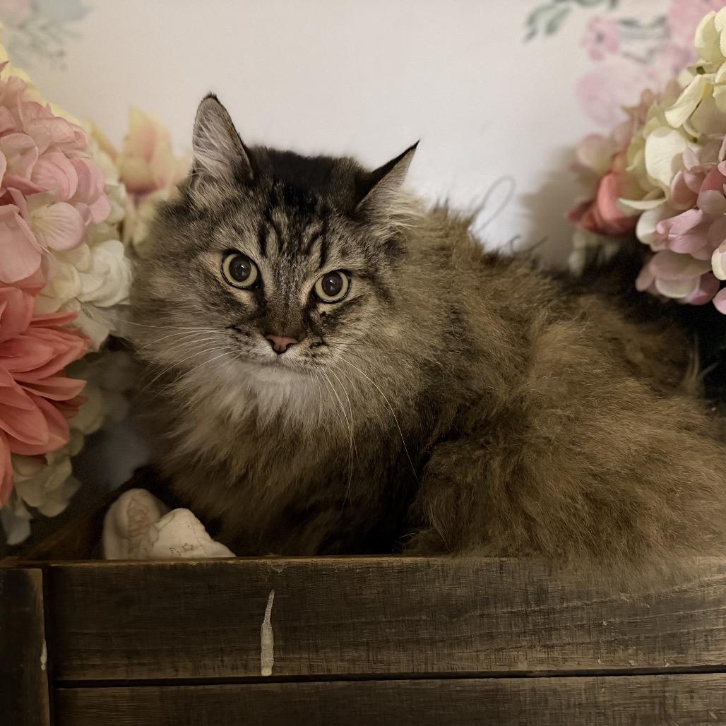 Enlarge Squash, a Adoptable Domestic Long Hair in Newberg, OR image 3/4