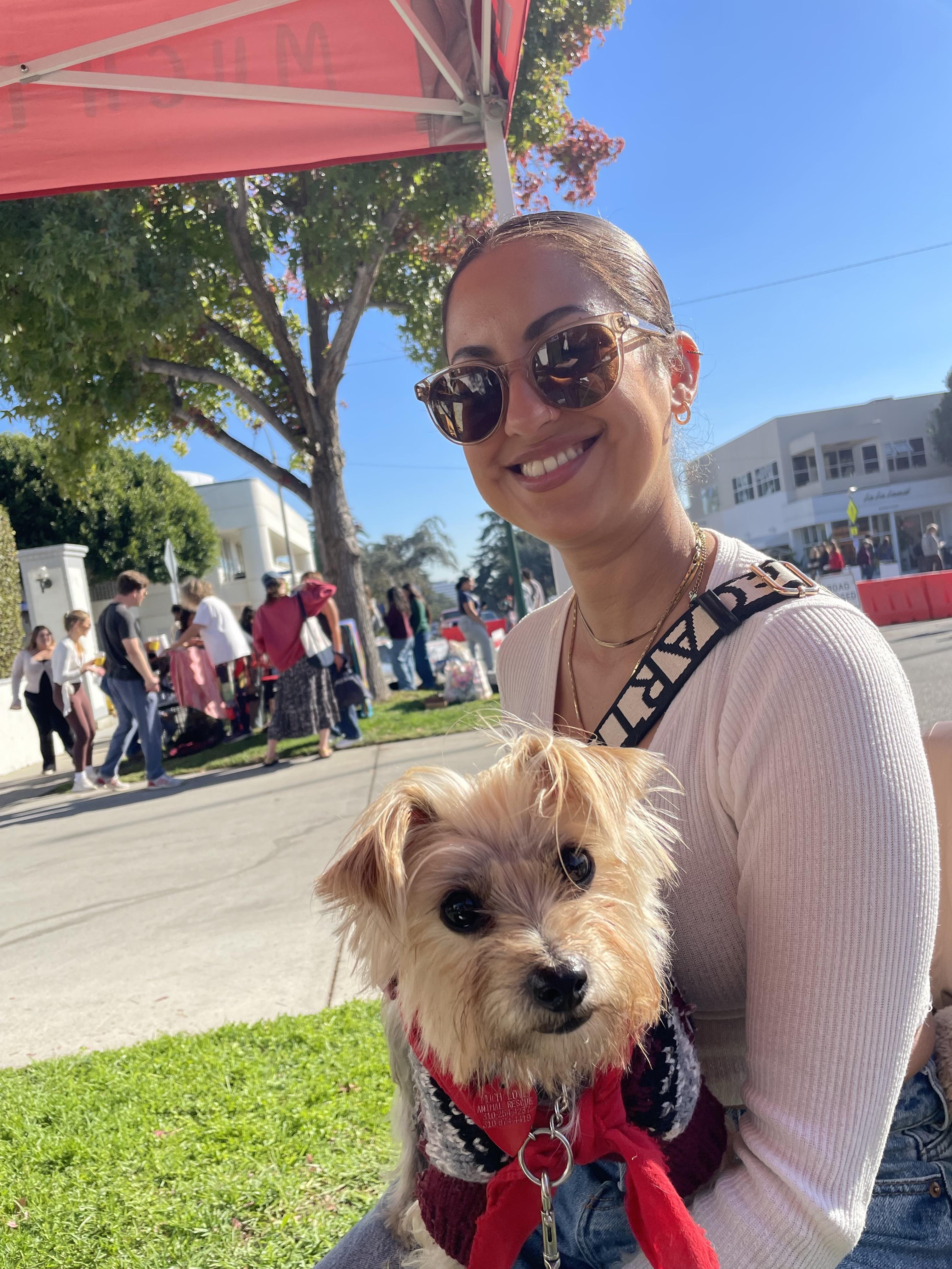 Lulu, ADOPTABLE, Adult Female Yorkshire Terrier.