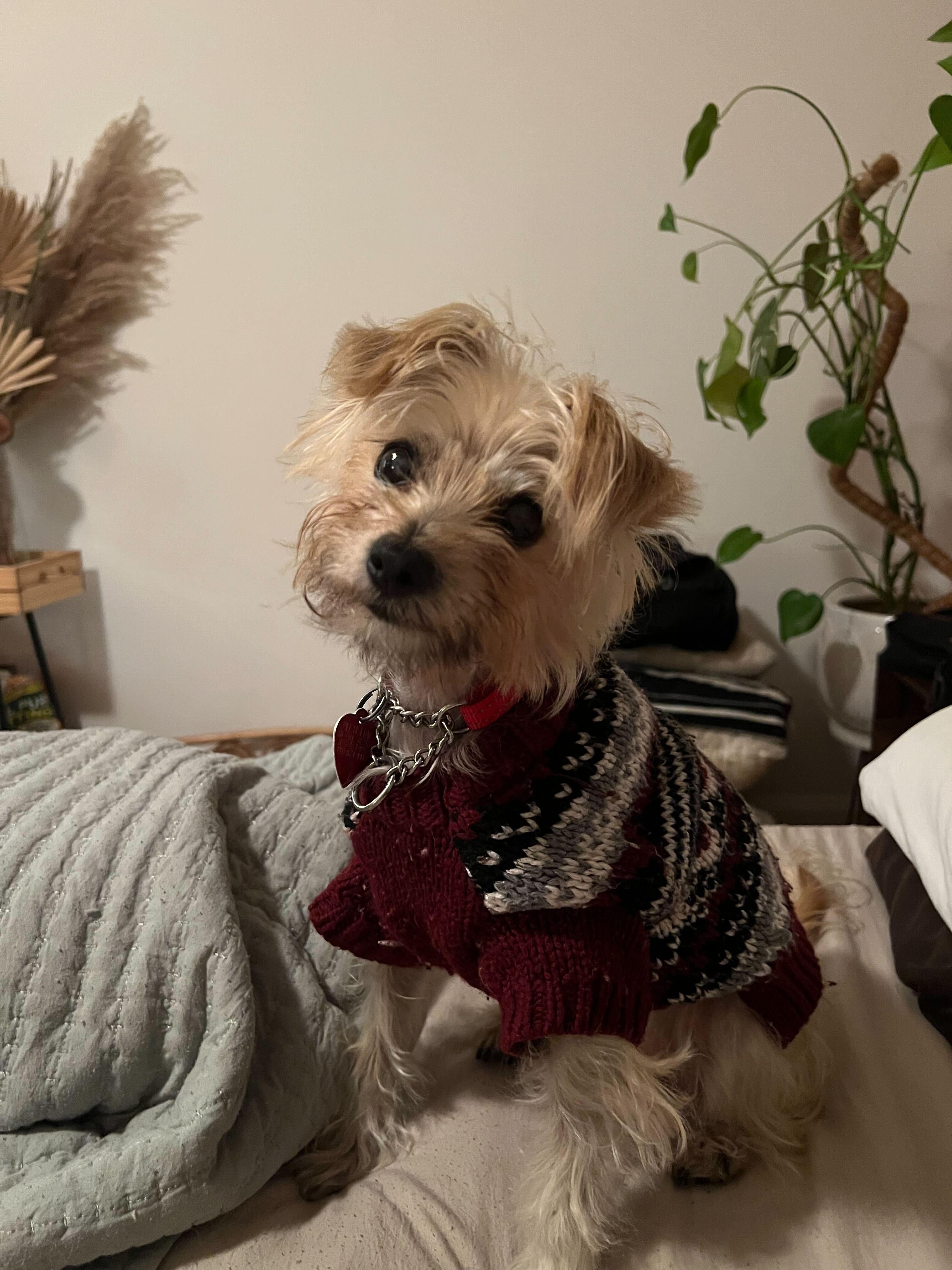 Enlarge Lulu, a ADOPTABLE mixed breed in Los Angeles, CA image 3/5