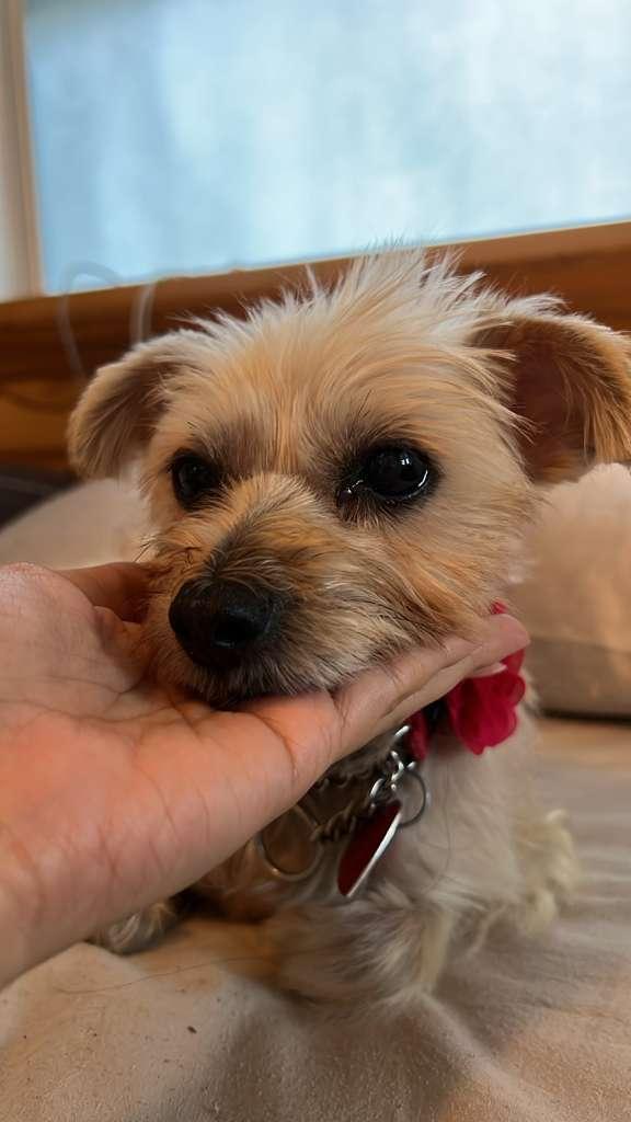 Enlarge Lulu, a ADOPTABLE mixed breed in Los Angeles, CA image 1/5