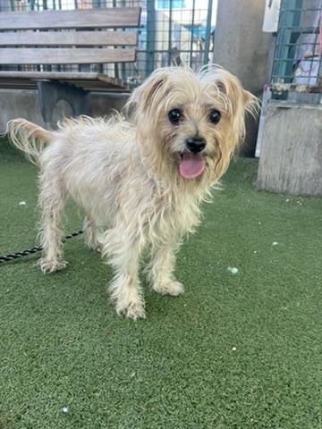 Enlarge Lulu, a ADOPTABLE mixed breed in Los Angeles, CA image 4/5