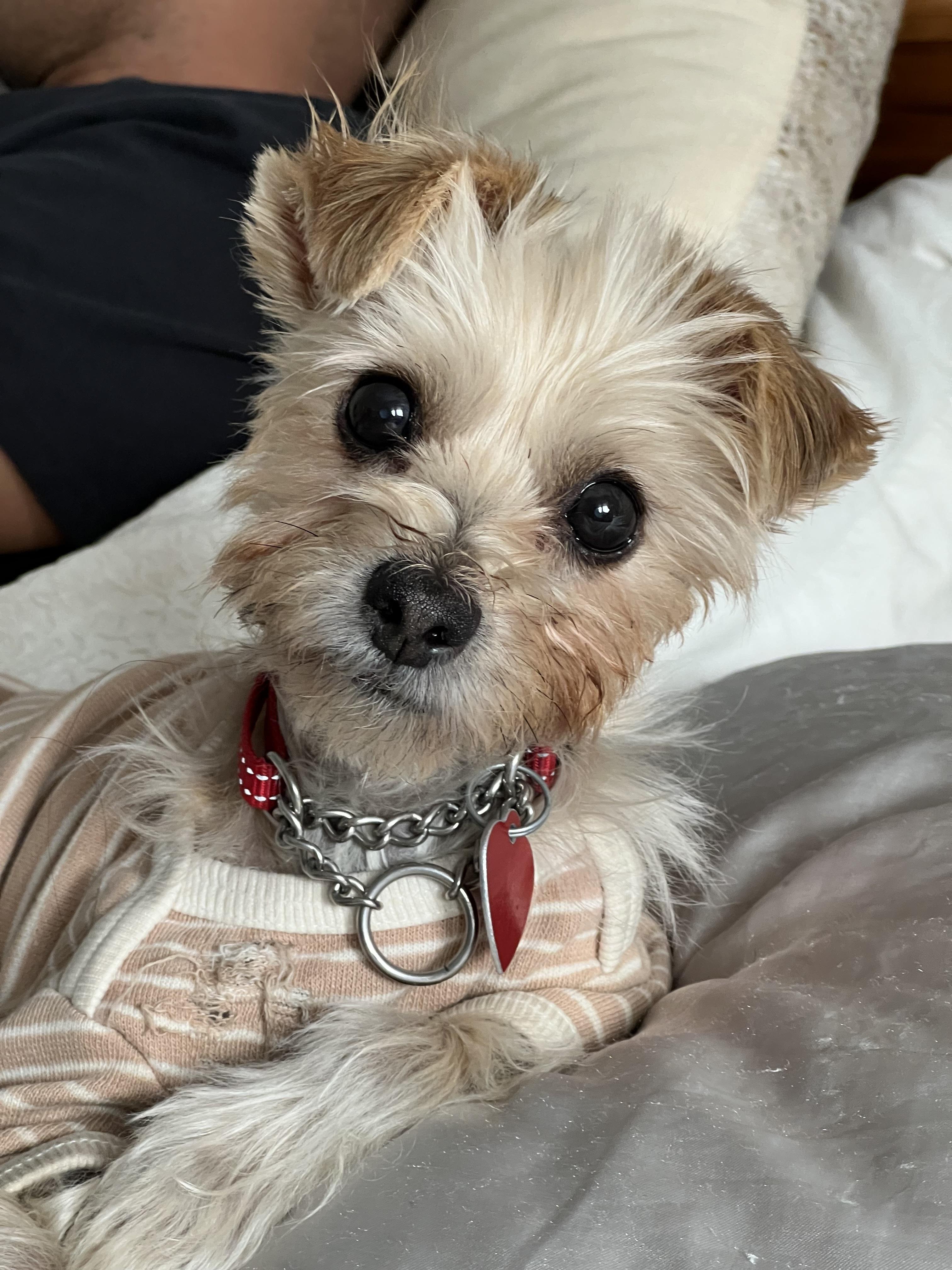 Lulu, ADOPTABLE, Adult Female Yorkshire Terrier.