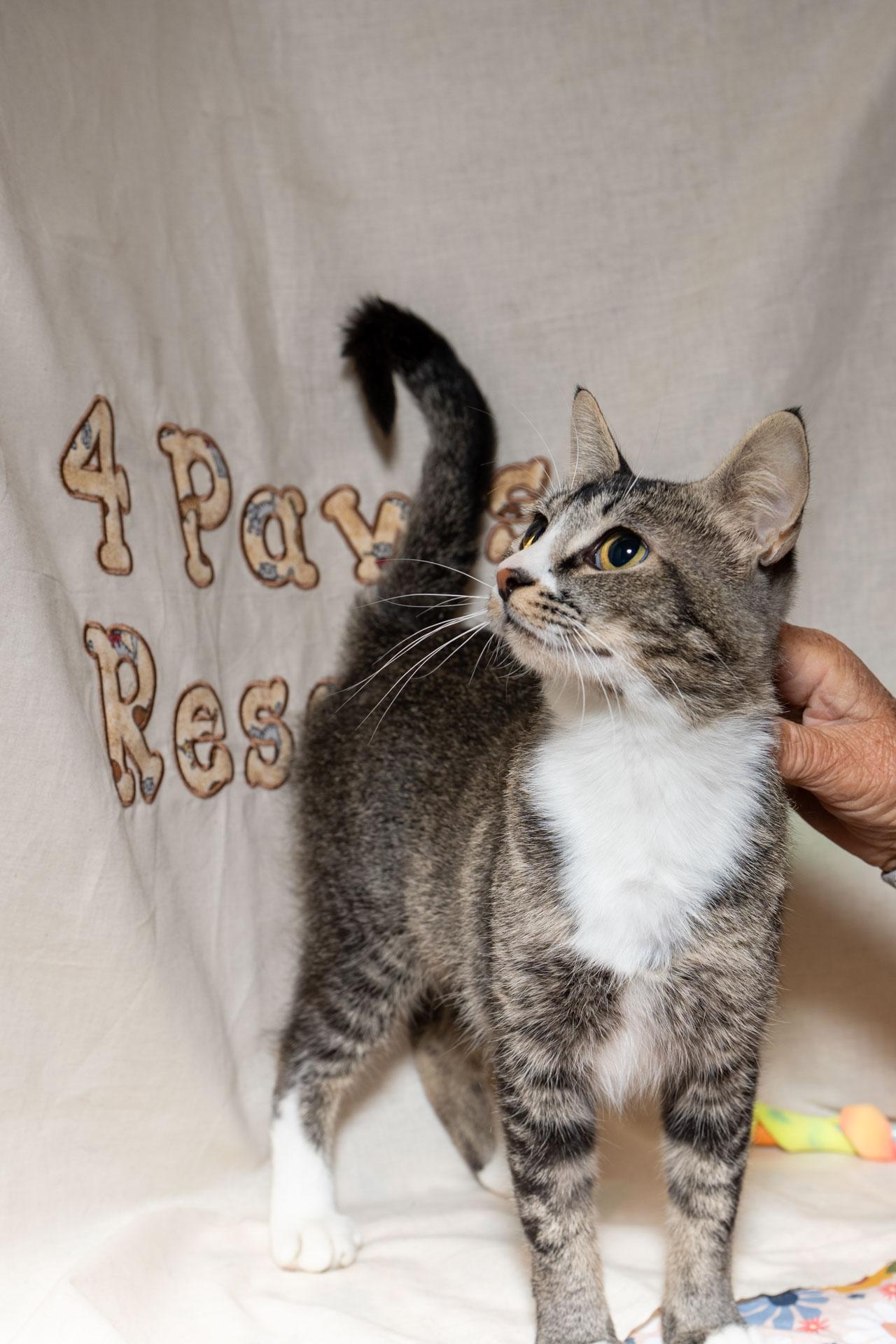 Enlarge Joliet, a ADOPTABLE Tabby in Cardwell, MT image 2/3