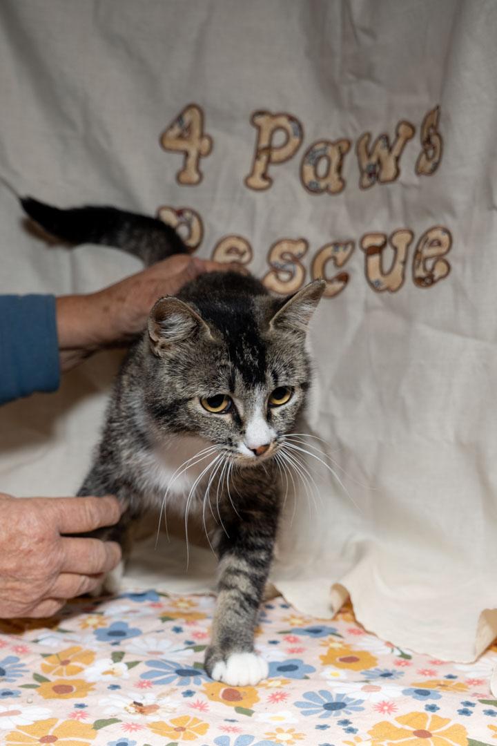Enlarge Joliet, a ADOPTABLE Tabby in Cardwell, MT image 3/3