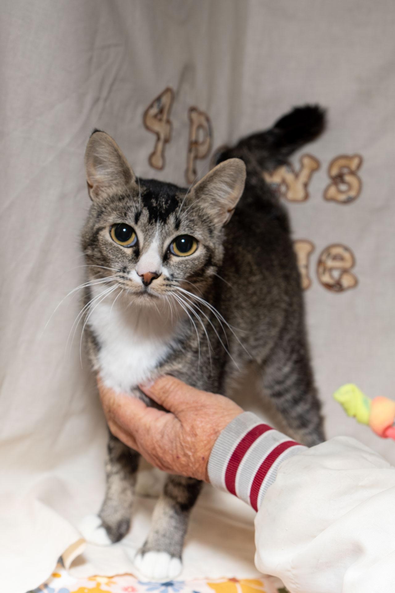Joliet, ADOPTABLE, Young Female Tabby.