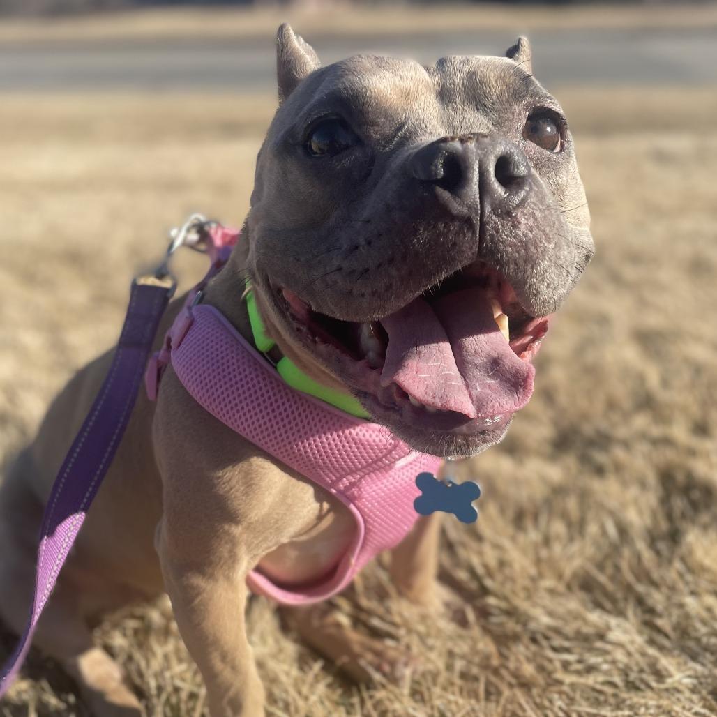 Yula, a Adoptable mixed breed image 1/6