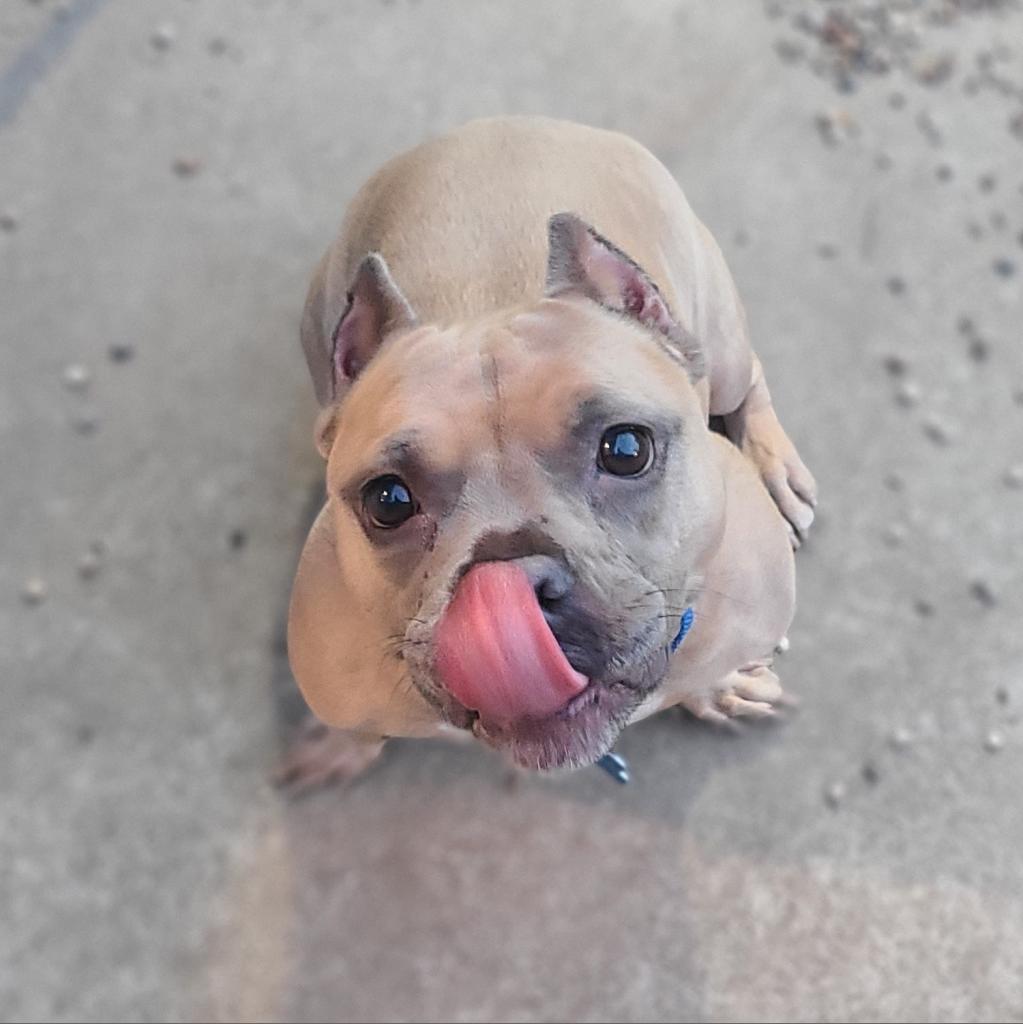 Yula, a Adoptable mixed breed image 2/6