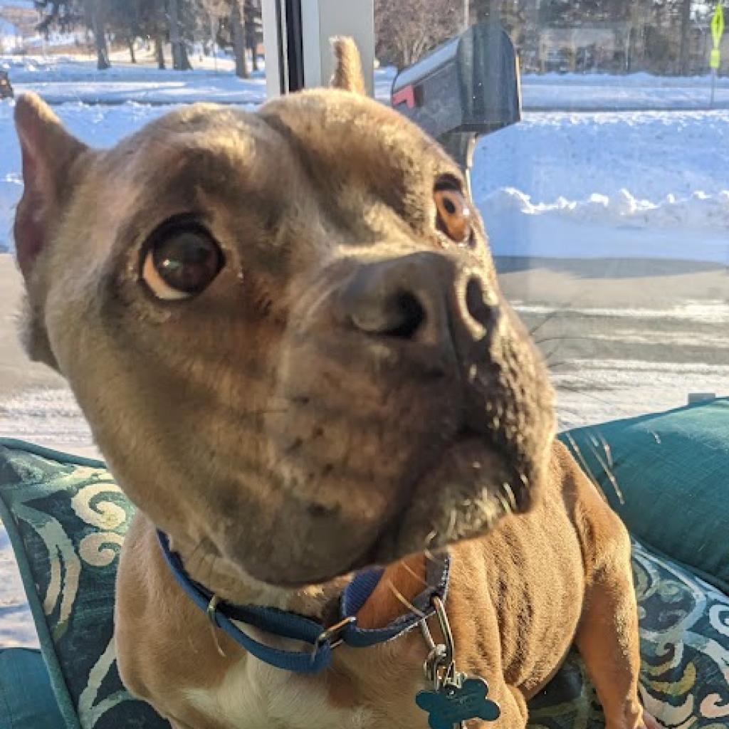 Yula, a Adoptable mixed breed image 3/6