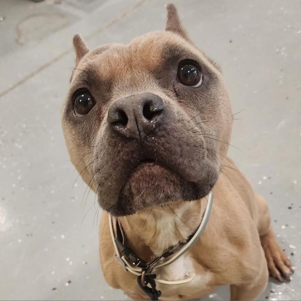 Enlarge Yula, a Adoptable mixed breed in West Des Moines, IA image 4/6