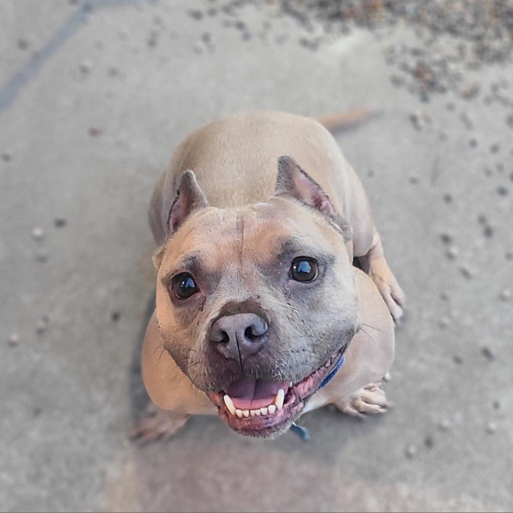 Yula, a Adoptable mixed breed image 4/6