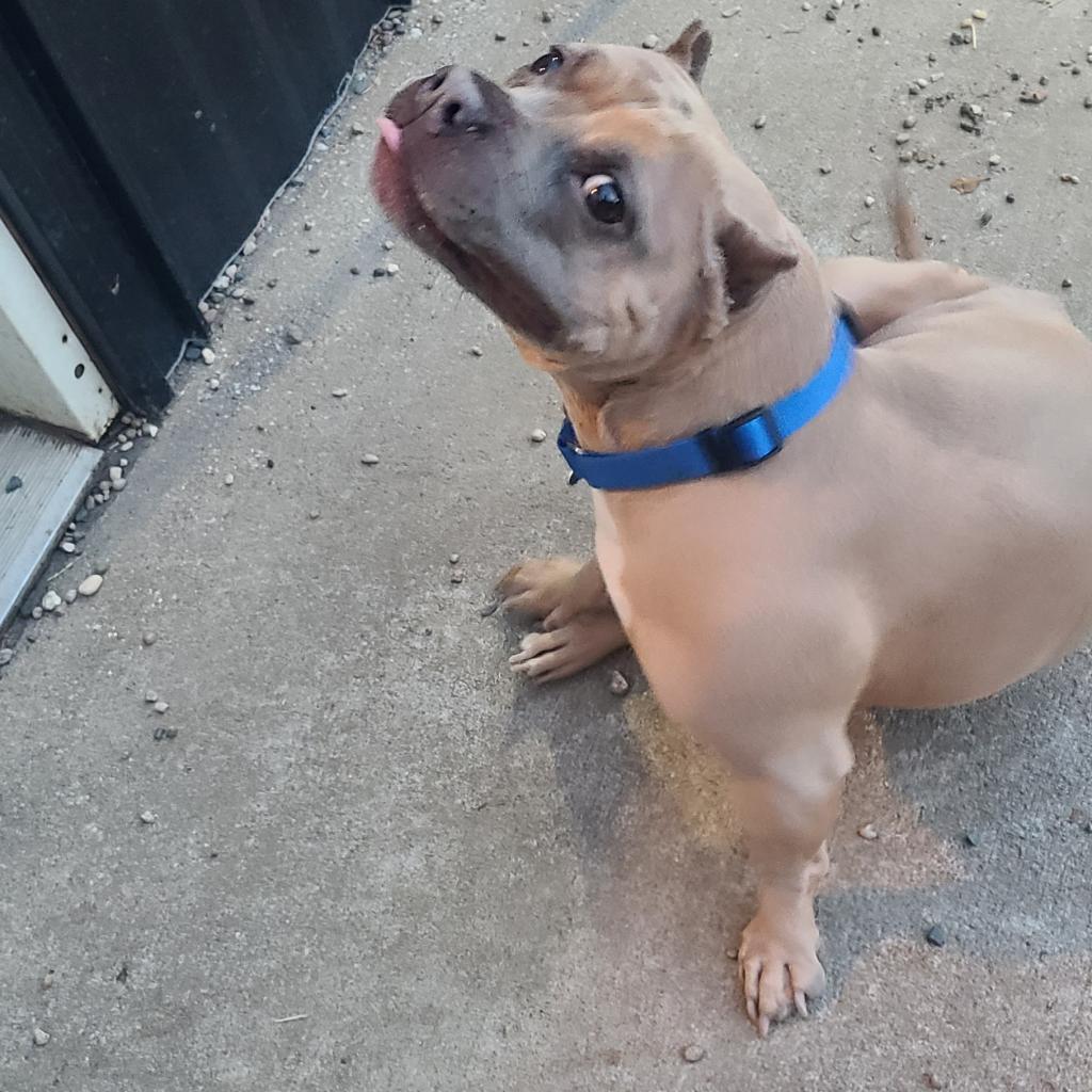 Yula, a Adoptable mixed breed image 5/6