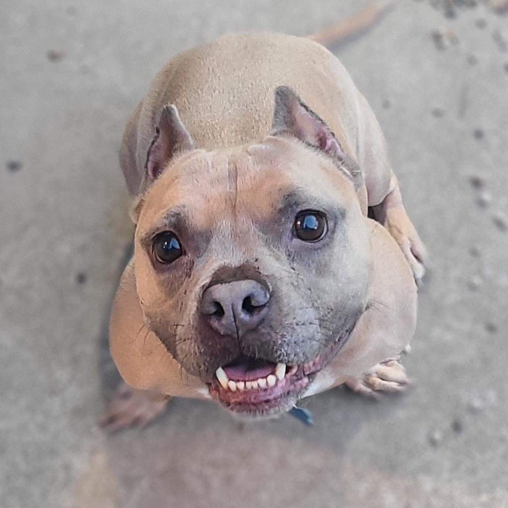 Yula, a Adoptable mixed breed image 6/6