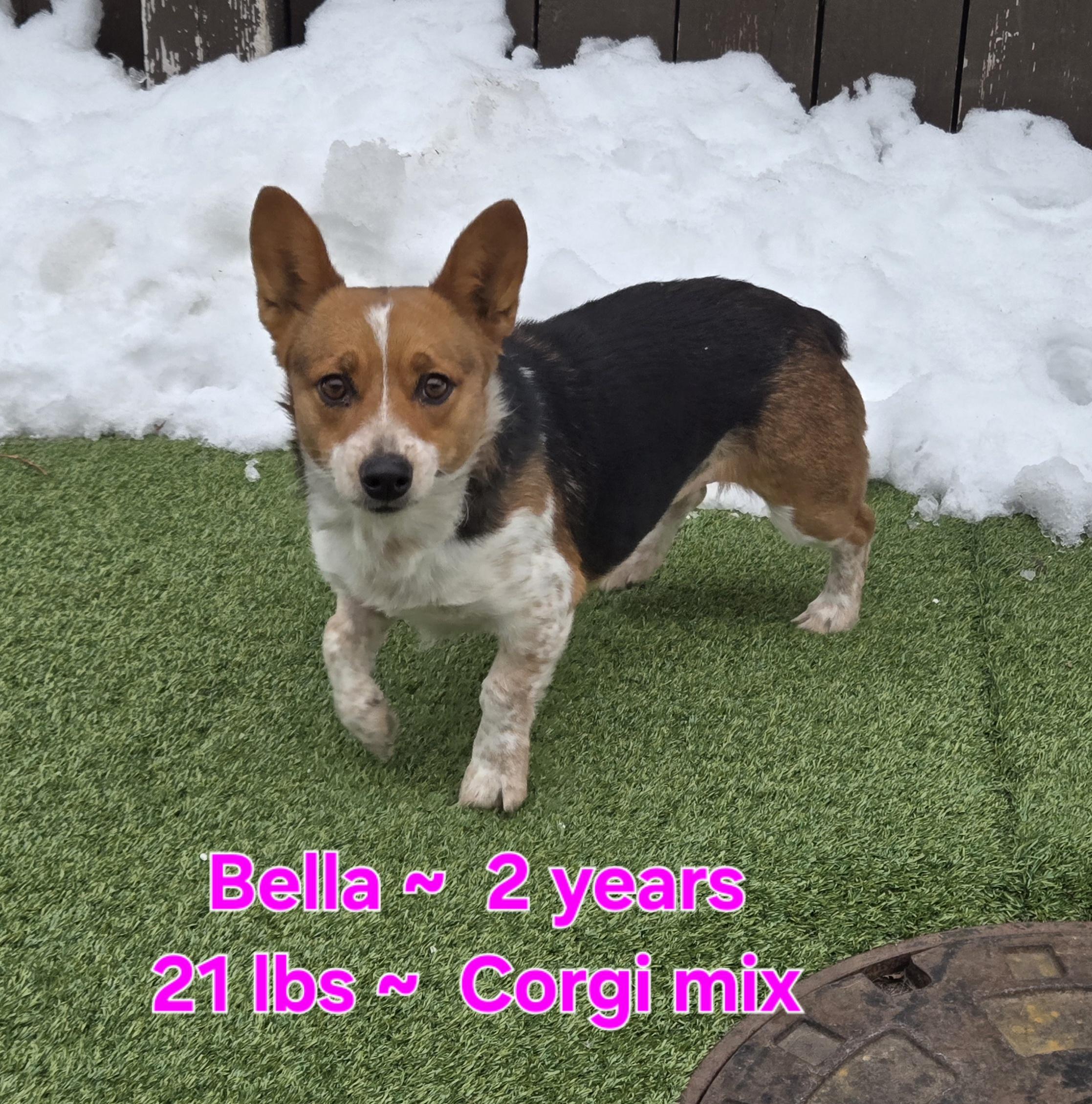 Bella, an adopted mixed breed in Naperville, IL image 2/2