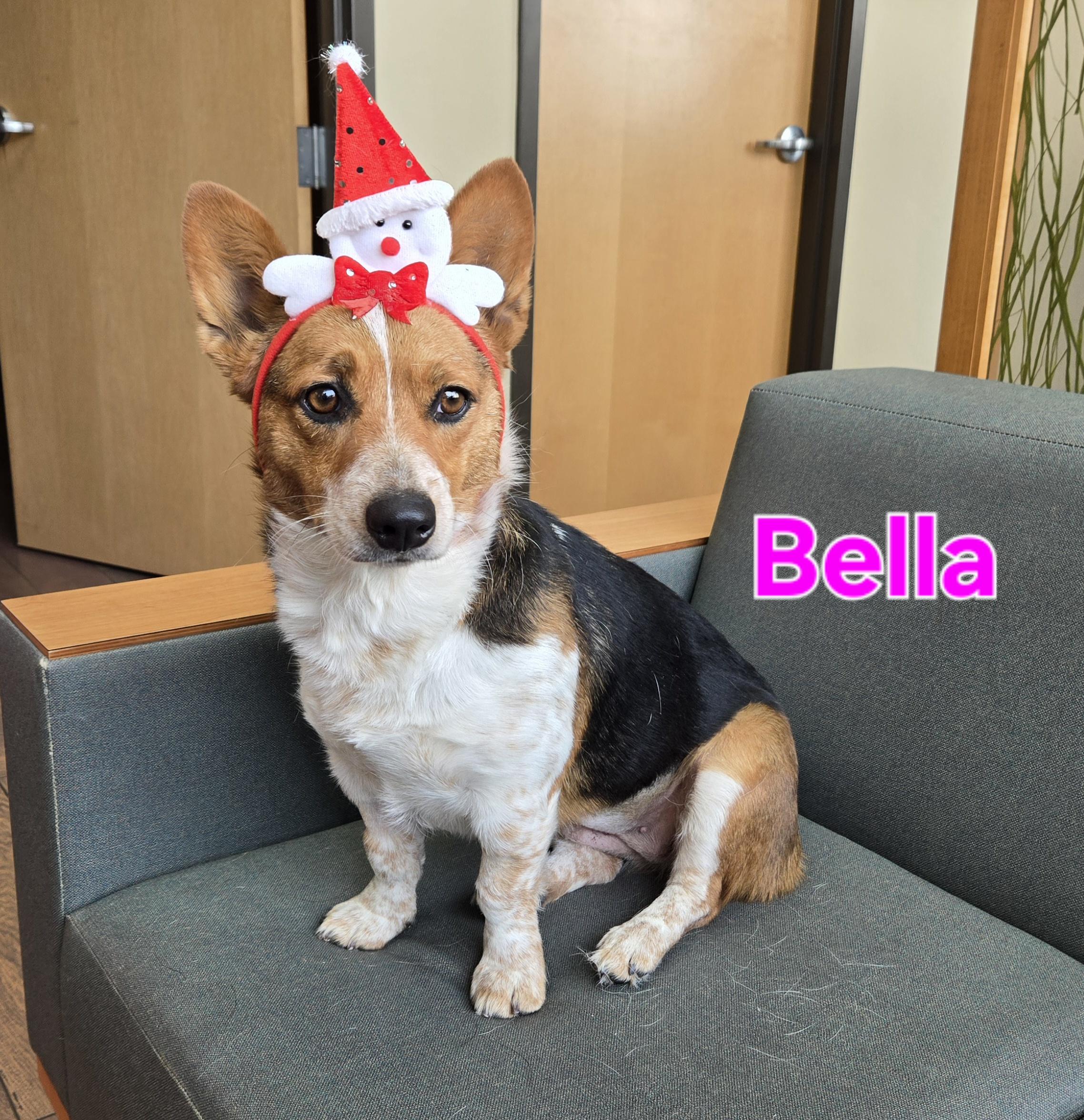 Bella, adopted, Adult Female Corgi.