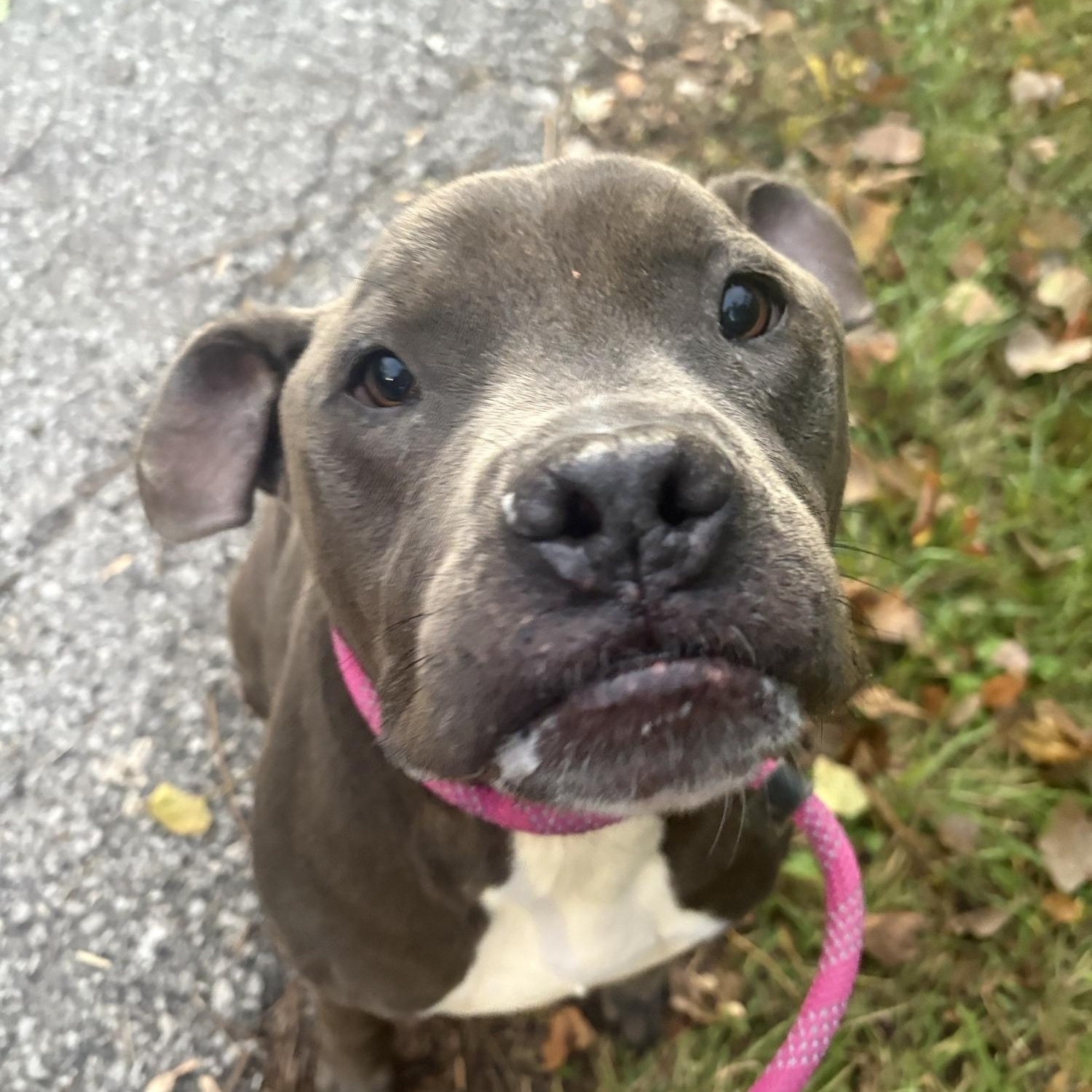 Enlarge Brody, a Adoptable mixed breed in Saint Charles, MO image 1/4