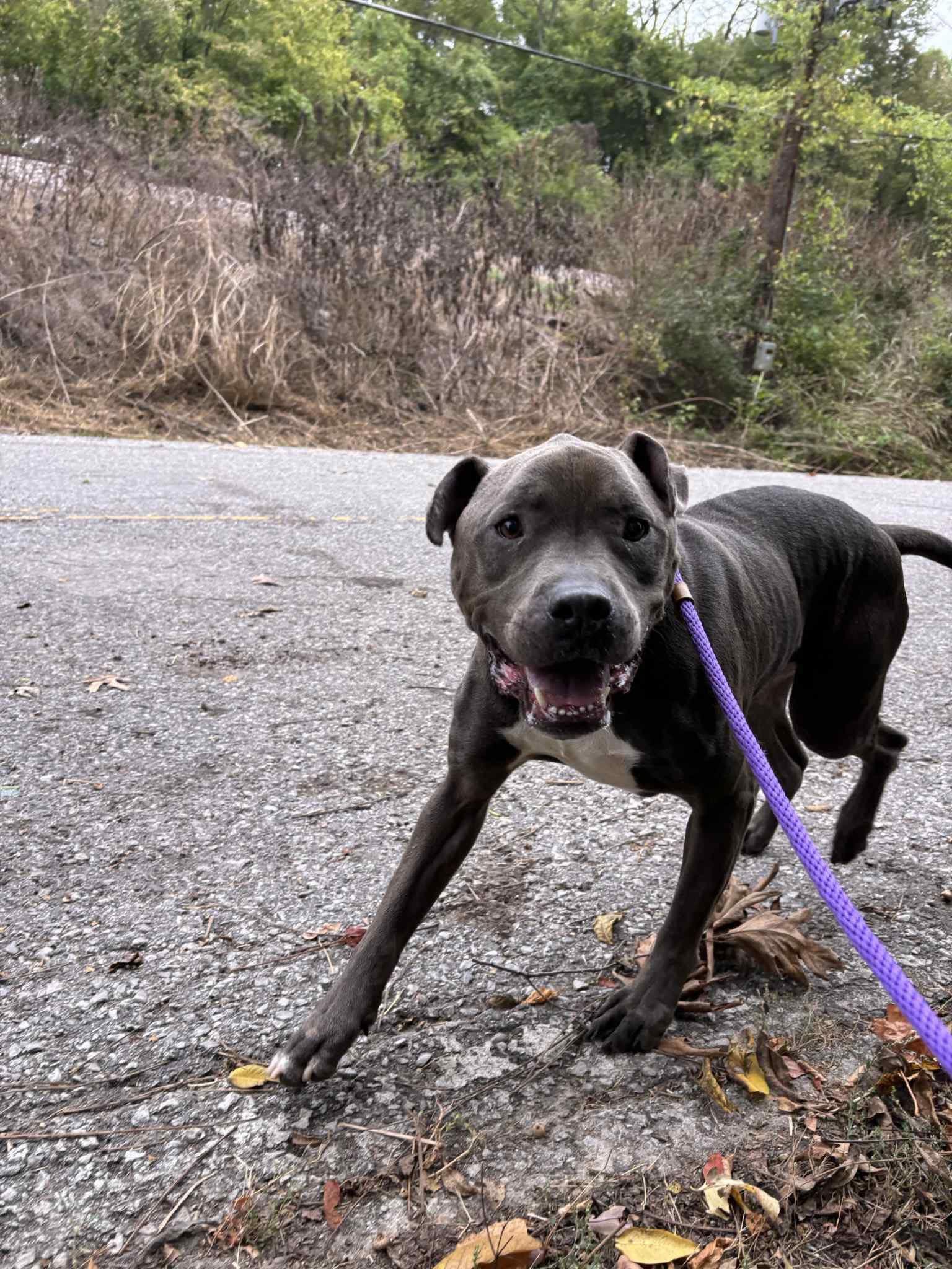 Enlarge Brody, a Adoptable mixed breed in Saint Charles, MO image 4/4