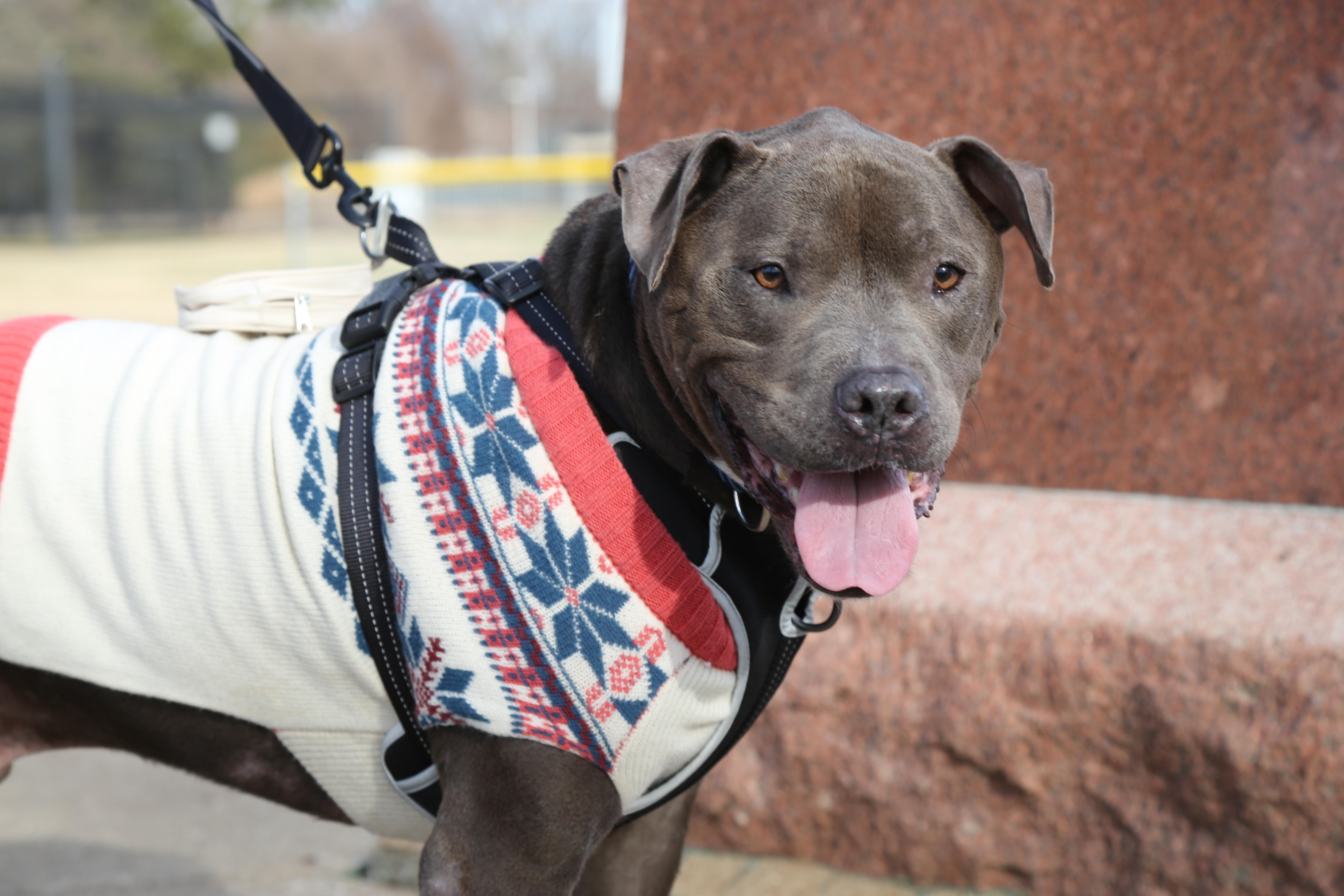 Enlarge Brody, a Adoptable mixed breed in Saint Charles, MO image 1/3