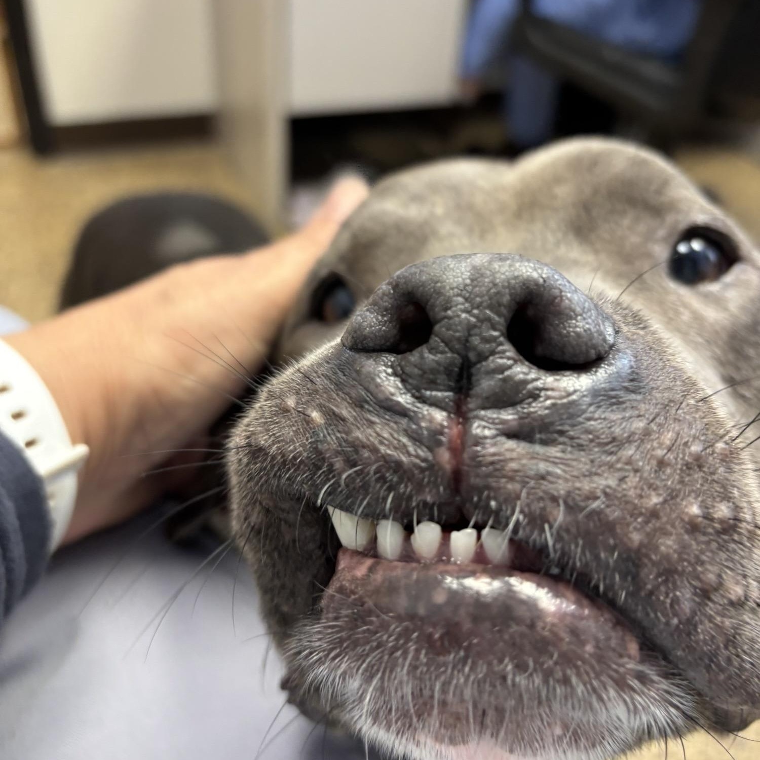 Enlarge Brody, a Adoptable mixed breed in Saint Charles, MO image 2/4