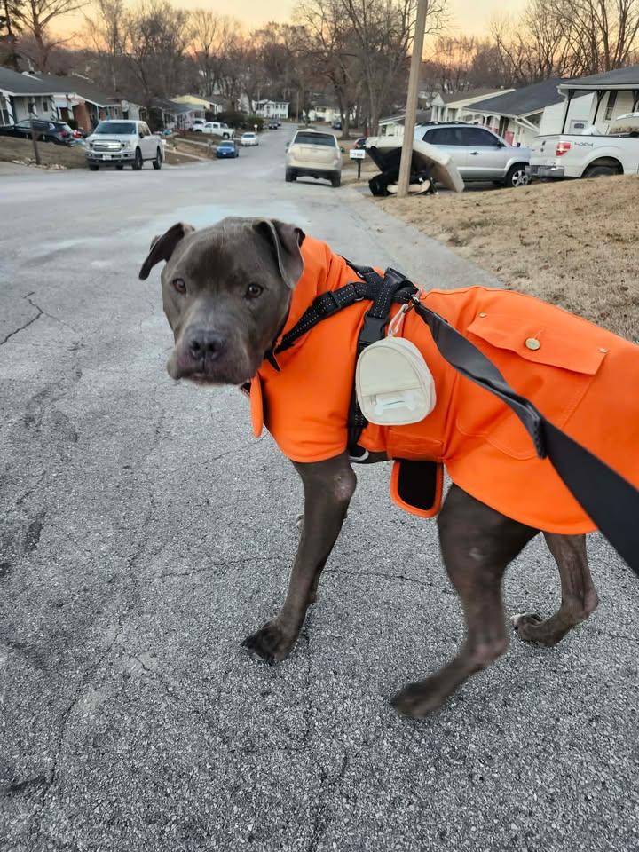 Enlarge Brody, a Adoptable mixed breed in Saint Charles, MO image 3/3
