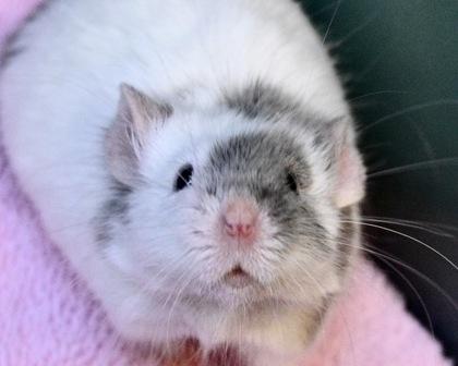 Enlarge Righty, a Adoptable mixed breed in West Seneca, NY image 1/3