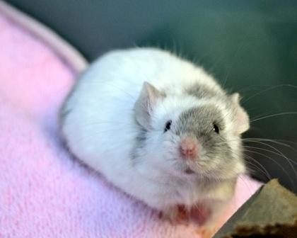 Enlarge Righty, a Adoptable mixed breed in West Seneca, NY image 2/3