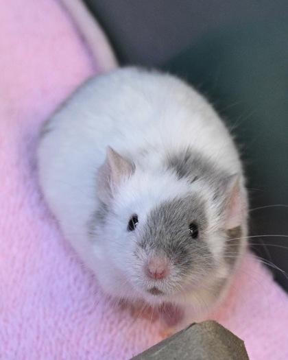 Enlarge Righty, a Adoptable mixed breed in West Seneca, NY image 3/3