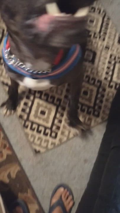 Enlarge Roxy, a Adopted mixed breed in Cortez, CO video 1/6