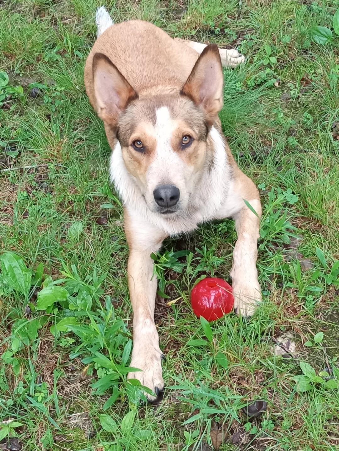 Rico and Halo, Adoptable, Adult Male Australian Cattle Dog / Blue Heeler.