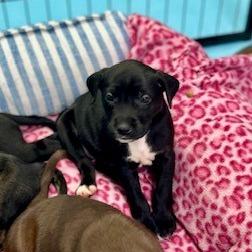 Aspen, Adoptable, Puppy Female Mixed Breed.