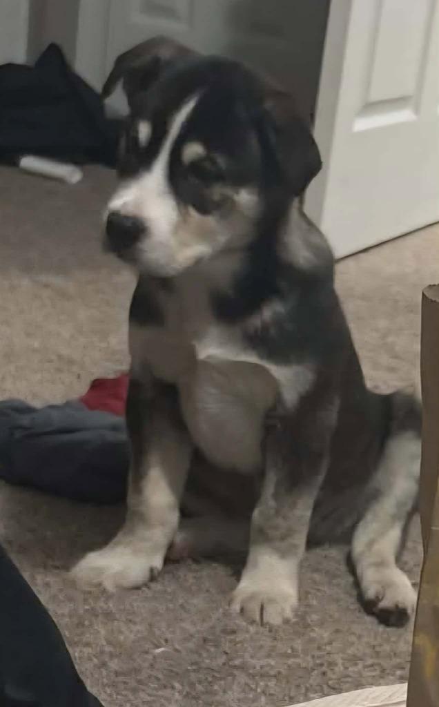 Rex, Adoptable, Puppy Male Shepherd & Husky.
