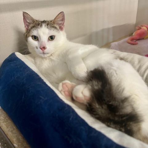 Farah, ADOPTABLE, Young Female Domestic Short Hair.