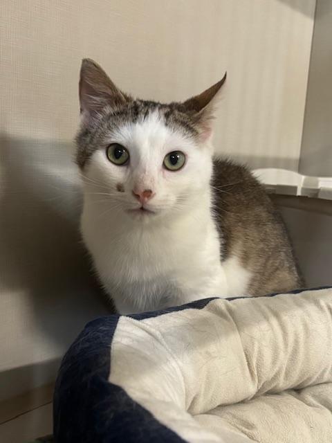 Enlarge Farah, a ADOPTABLE Domestic Short Hair in Hutchinson, MN image 4/5