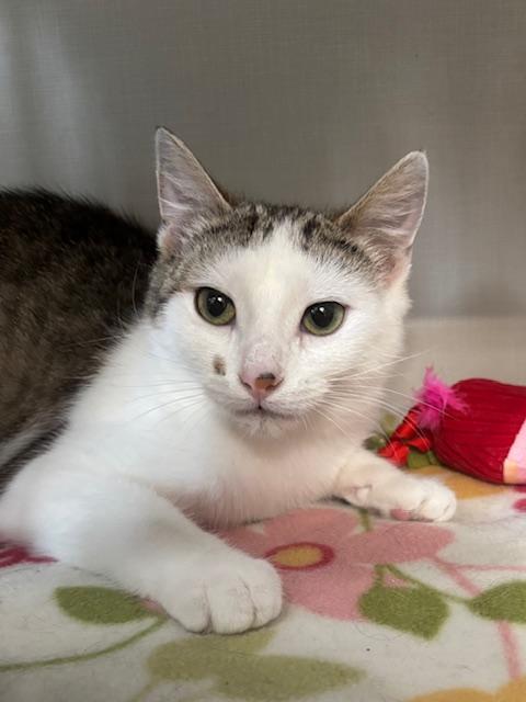 Enlarge Farah, a ADOPTABLE Domestic Short Hair in Hutchinson, MN image 3/5
