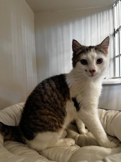Enlarge Farah, a ADOPTABLE Domestic Short Hair in Hutchinson, MN image 3/3