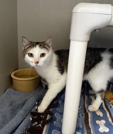 Enlarge Farah, a ADOPTABLE Domestic Short Hair in Hutchinson, MN image 2/3