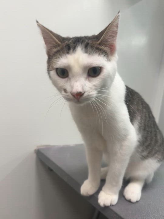 Enlarge Farah, an adoptable Domestic Short Hair in Hutchinson, MN video 6/6