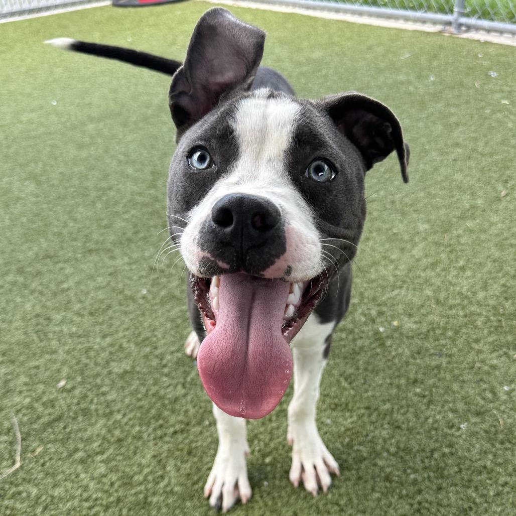 Enlarge Auk, an adoptable Mixed Breed in Cape Girardeau, MO image 1/2