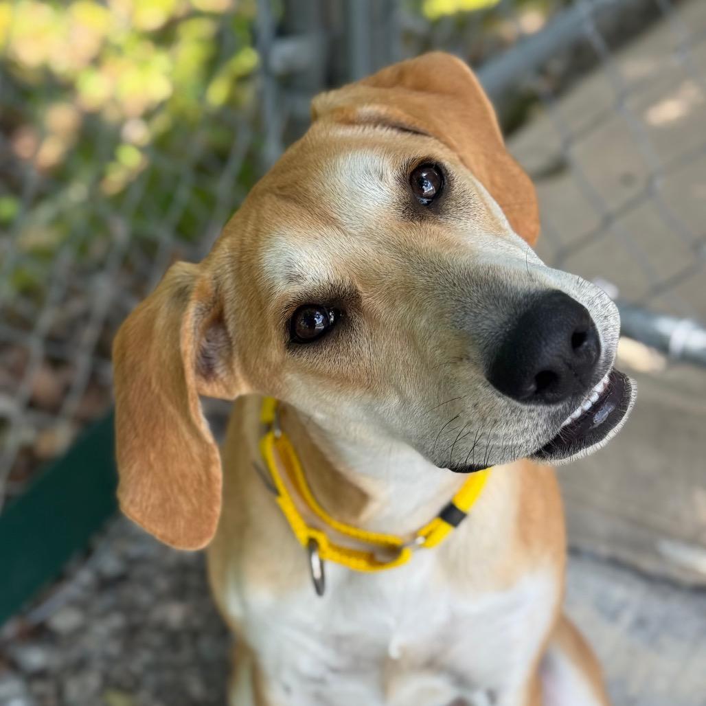 Stella, a Adoptable Mixed Breed in Hendersonville, NC image 1/6