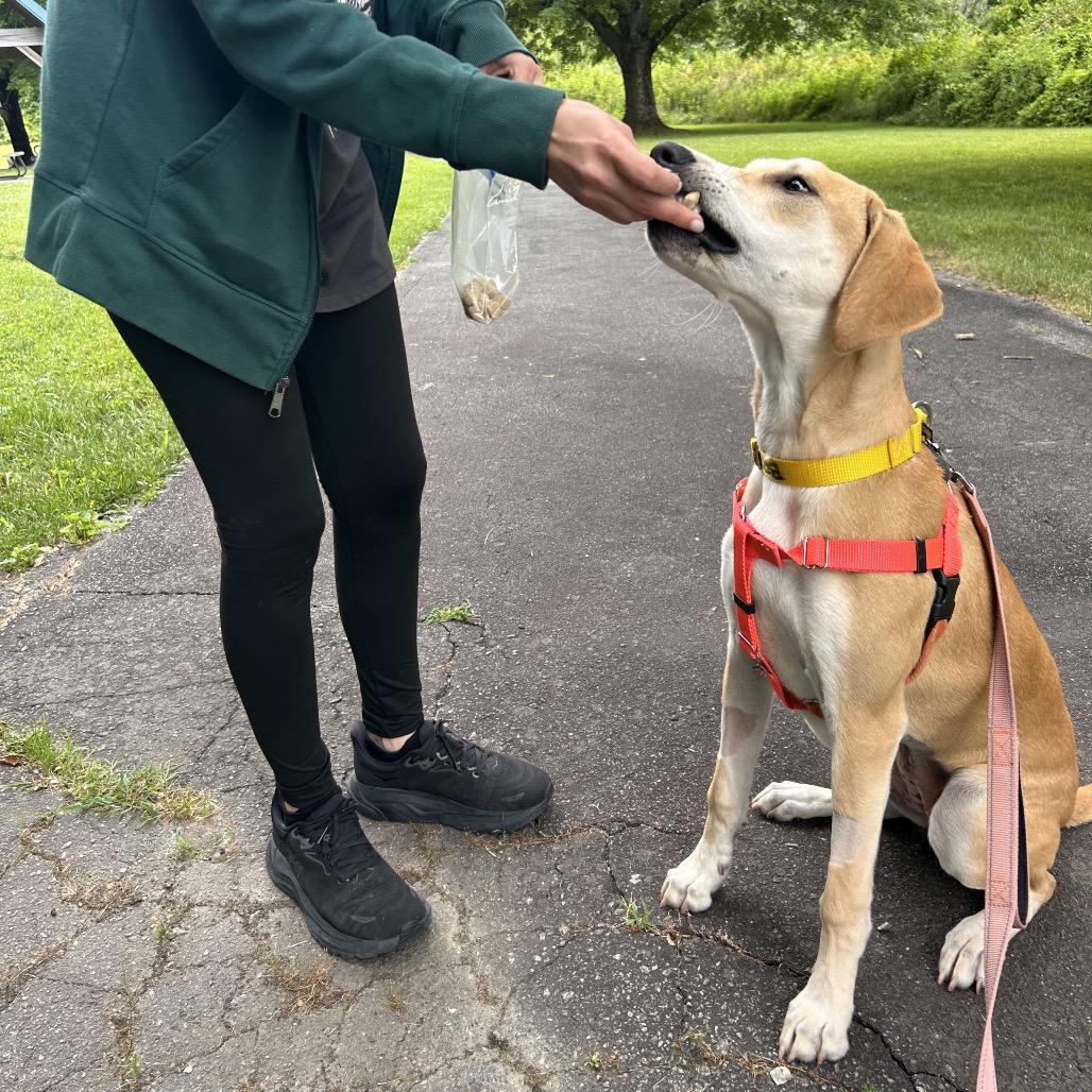 Stella, a Adoptable Mixed Breed in Hendersonville, NC image 2/6