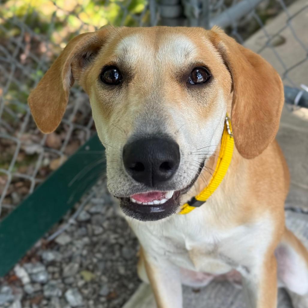 Stella, a Adoptable Mixed Breed in Hendersonville, NC image 3/6