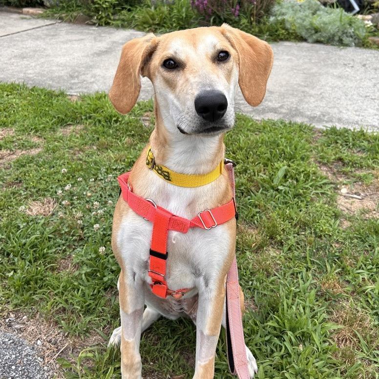 Stella, a Adoptable Mixed Breed in Hendersonville, NC image 4/6