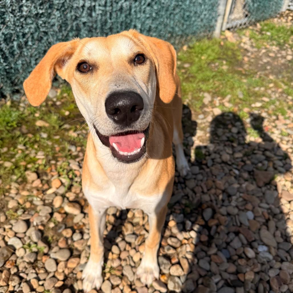Stella, a Adoptable Mixed Breed in Hendersonville, NC image 5/6