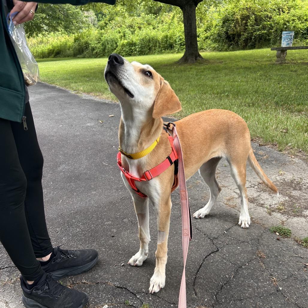 Stella, a Adoptable Mixed Breed in Hendersonville, NC image 6/6