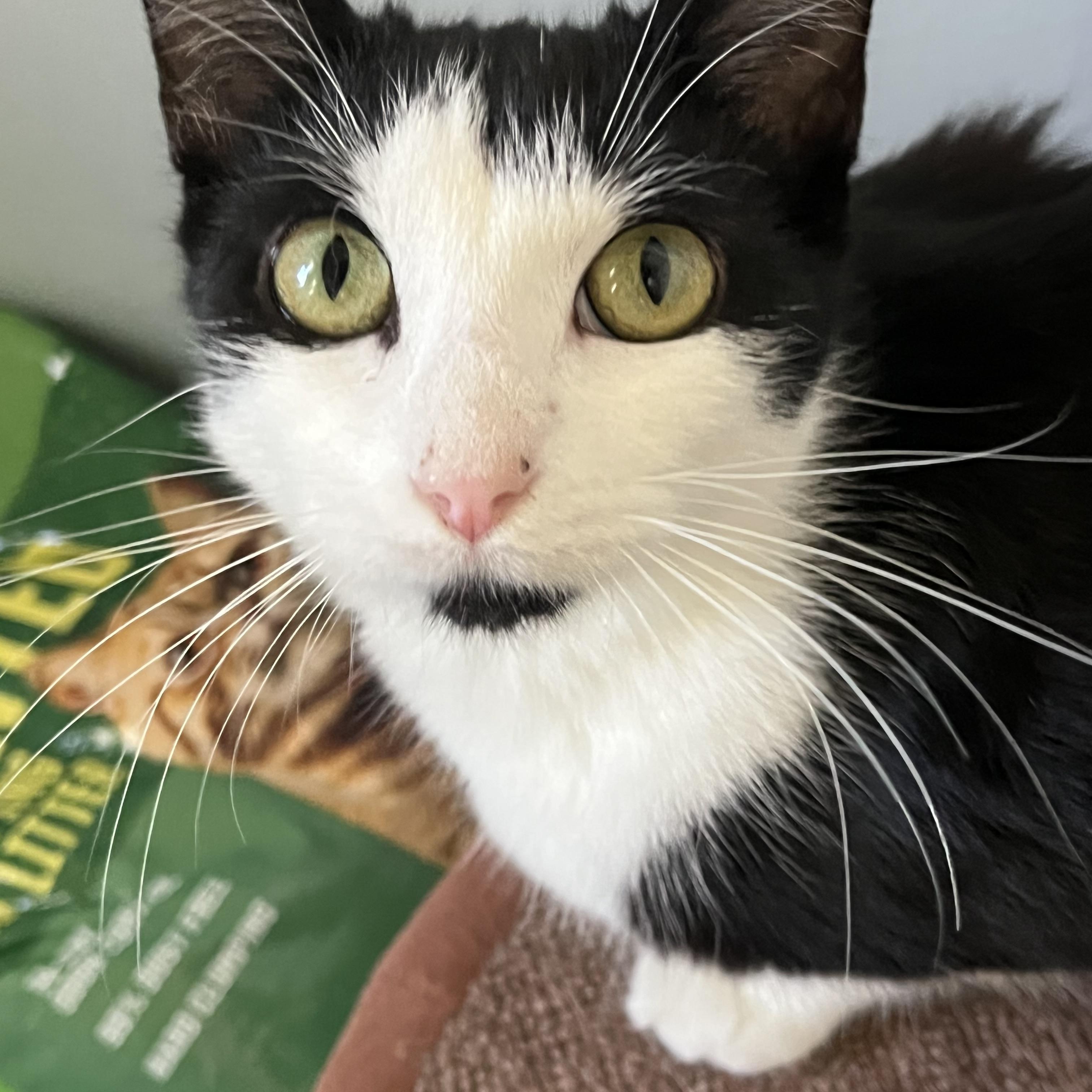 April, Adoptable, Kitten Female Domestic Short Hair.