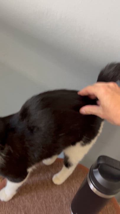 Enlarge April, a Adoptable Domestic Short Hair in Moline, IL video 2/3