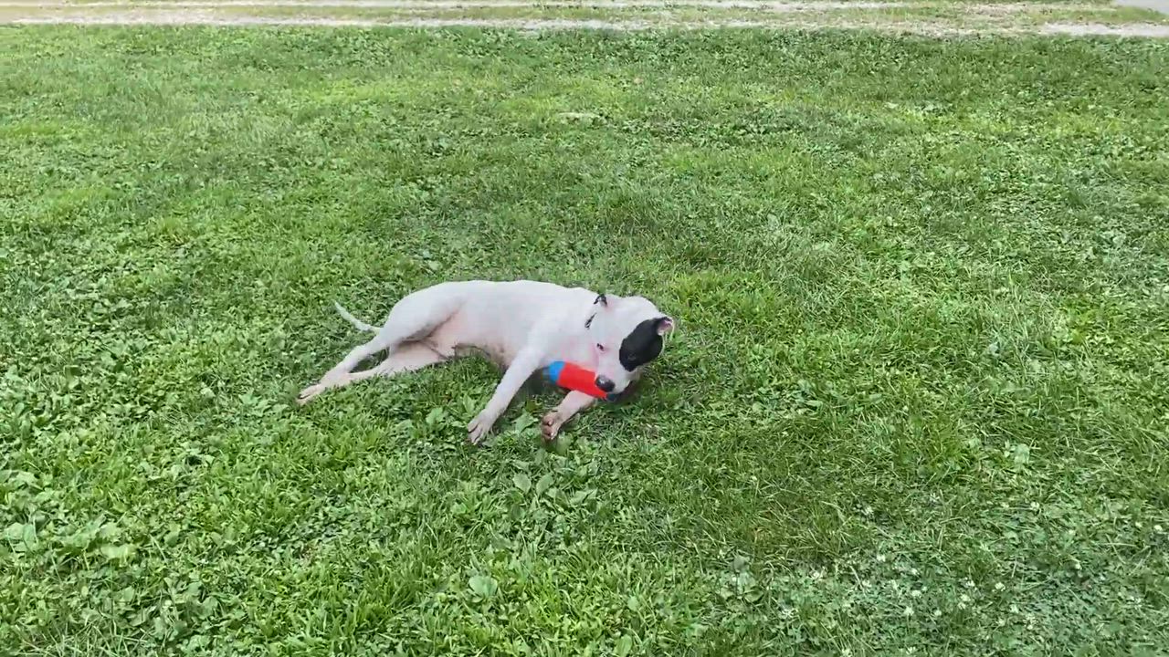 Enlarge Captain, a Adopted American Bulldog in Des Peres, MO video 6/11