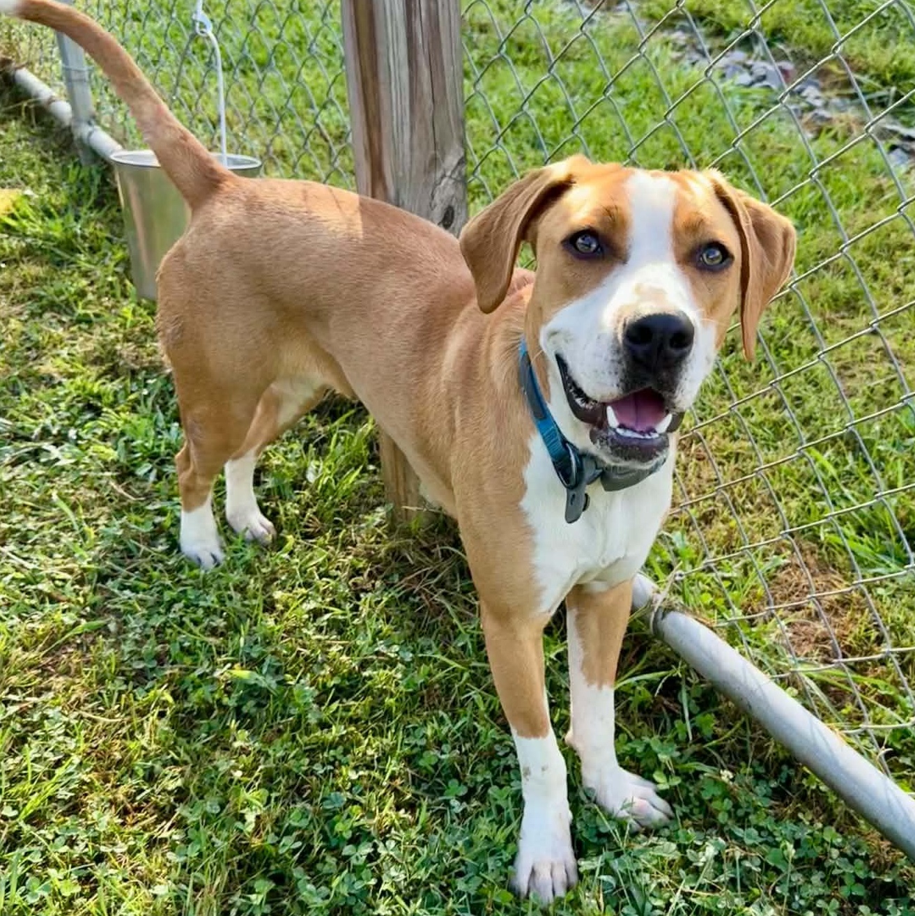 Possum, ADOPTABLE, Young Female Labrador Retriever & Beagle.