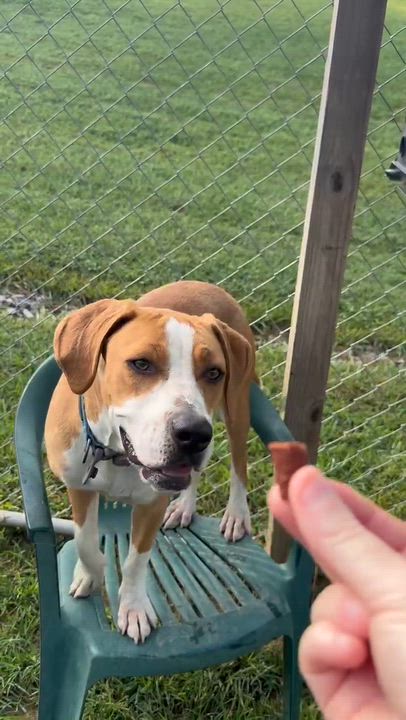 Enlarge Possum, a ADOPTABLE mixed breed in West Hartford, CT video 5/5