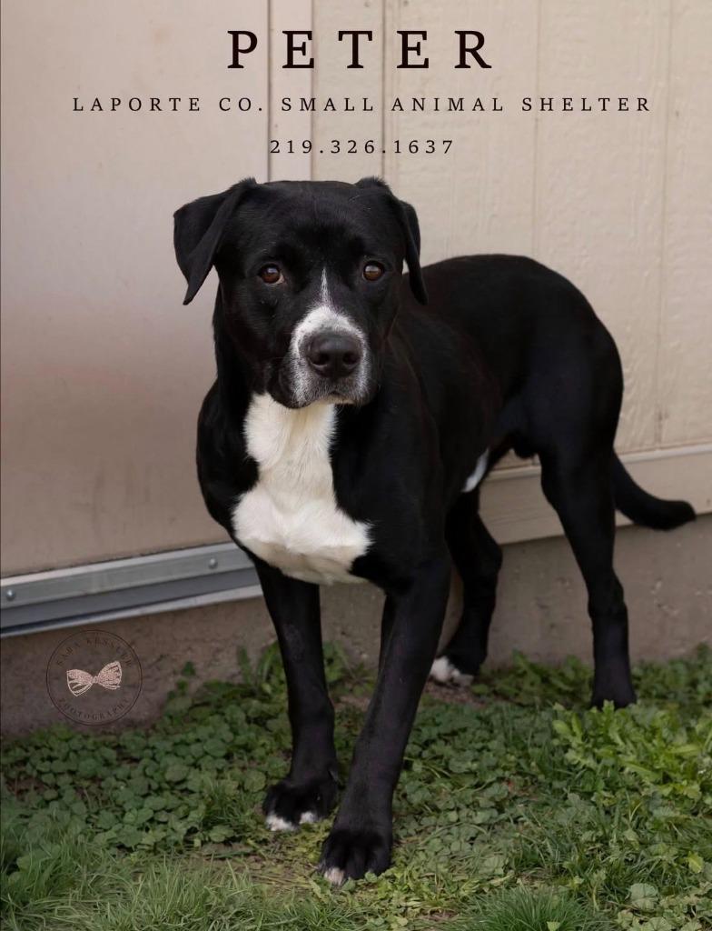 Enlarge Peter, a Adoptable mixed breed in La Porte, IN image 2/3