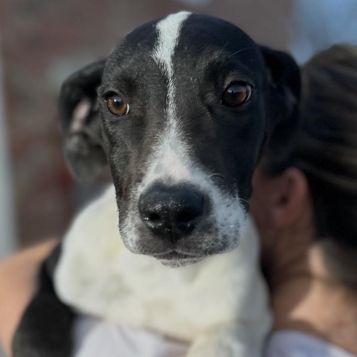 Delilah (Lyla), a Adoptable mixed breed in Midland, TX image 1/3
